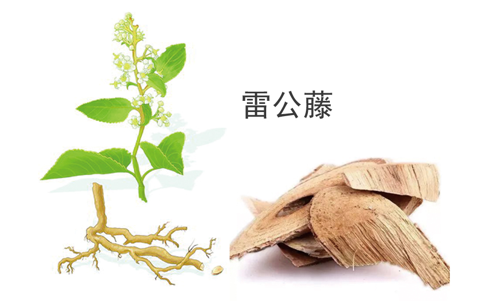 岑鞏縣：積極宣傳鼠害綠色防控技術(shù)，讓滅鼠知識(shí)走進(jìn)尋常百姓家