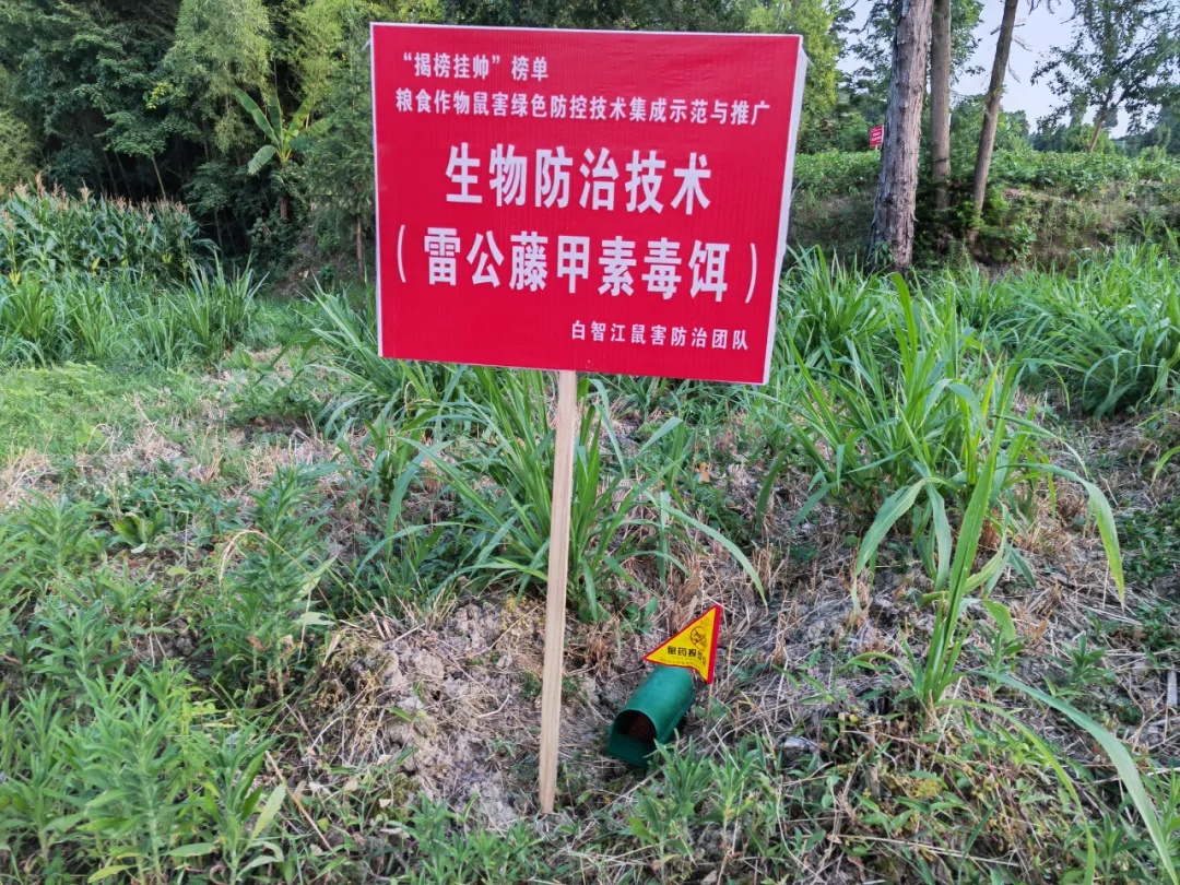毒餌站滅鼠技術(shù)要點 | 雷公藤甲素使用指南